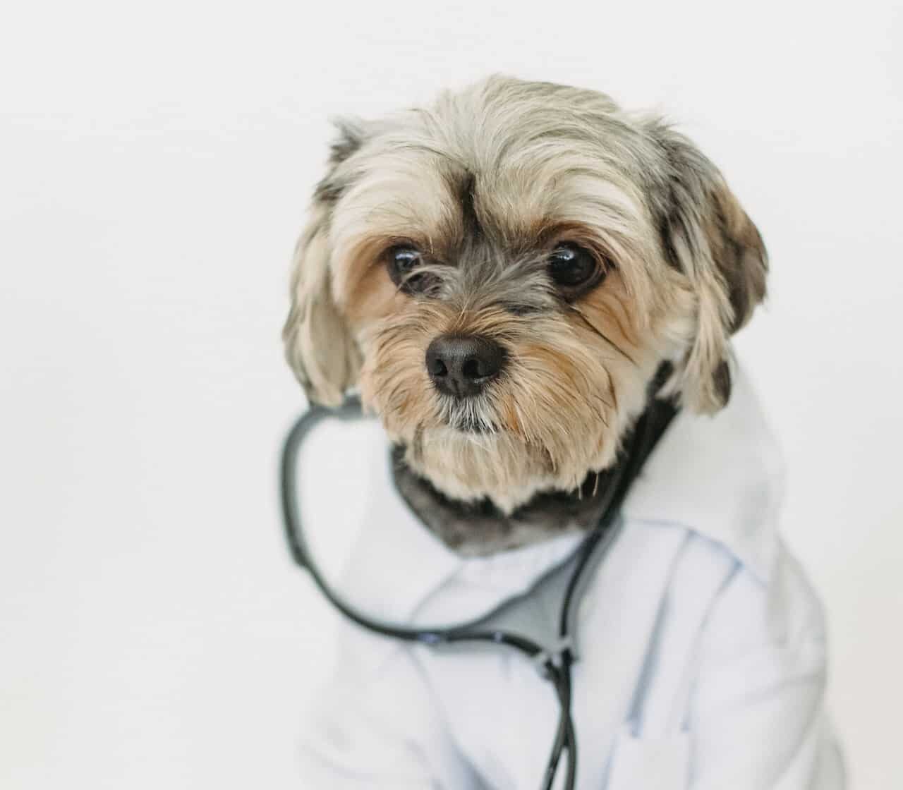 RE.DOCTOR Fotopletysmografi Diagnostikk av Kjæledyr